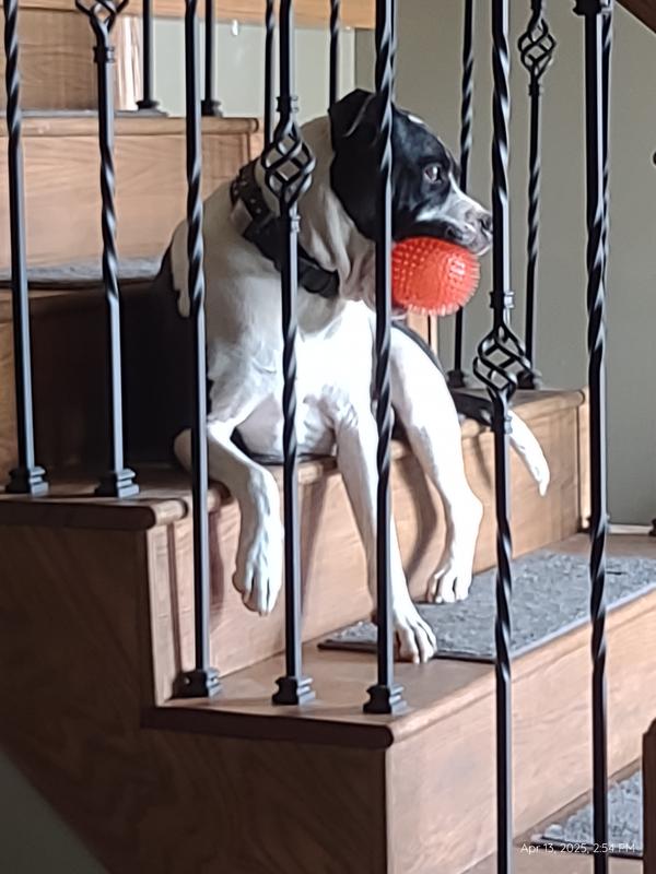 One of my three dogs just hanging out with the ball. :)