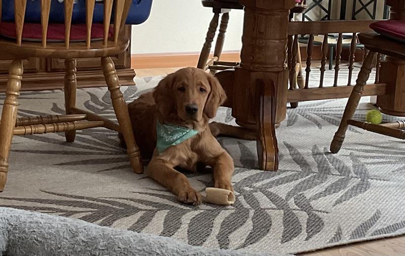 This is Shiloh .. very happy, healthy and full of vigor