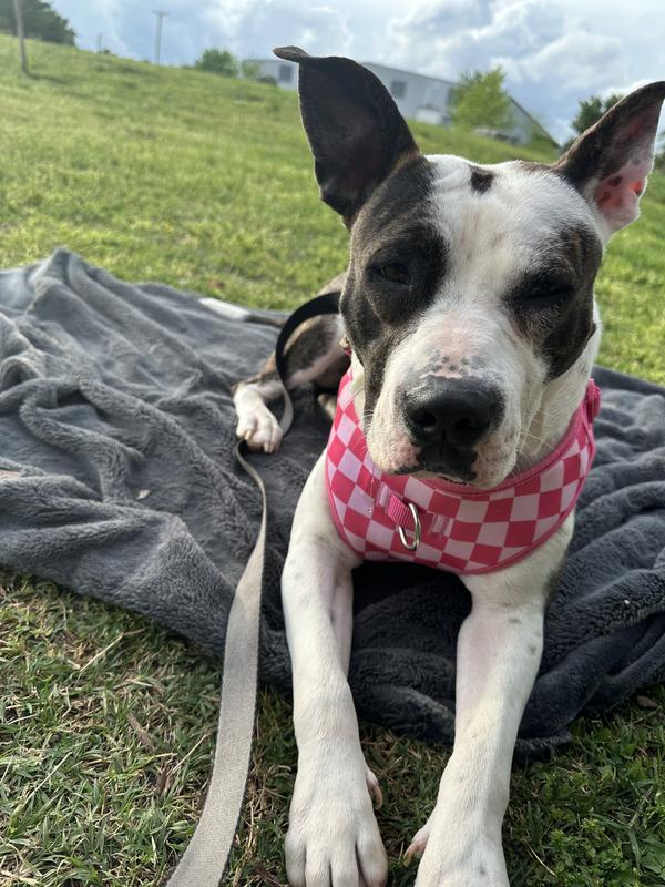 Not relevant to the review but just look how cute she is