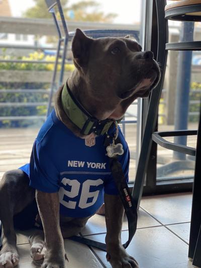 Josh Allen Pet Jersey (All Sales Final) – Buffalo Barkery