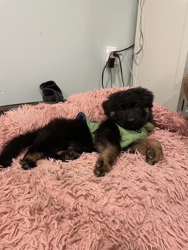 I got her a large and it fits perfectly and she is only 12 lbs so if your dog is any bigger this might not work.