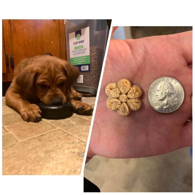 Him sniffing for the treats and a size comparison to a US quarter