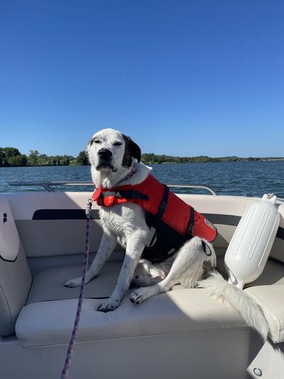 Outward Hound Granby Splash Dog Life Jacket - Monroe, MI - Scally Waggs Pet  Supplies
