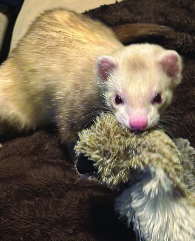 Doodlebug getting ready to stash his stuffy raccoon.