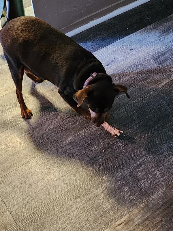 After finishing his, Dash was looking for more