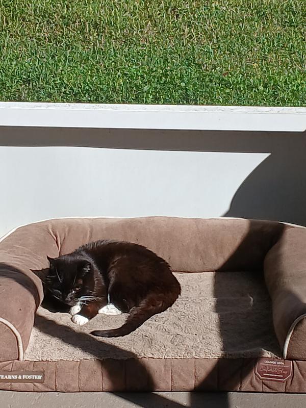 Bailey Loves the Sun 🌞