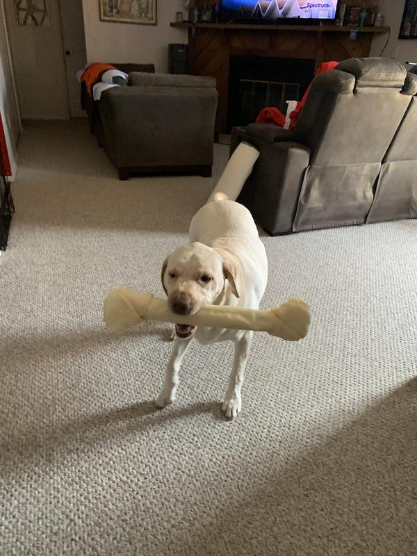 She’s a dog on a mission !