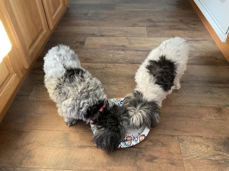 Licked the platter clean!!