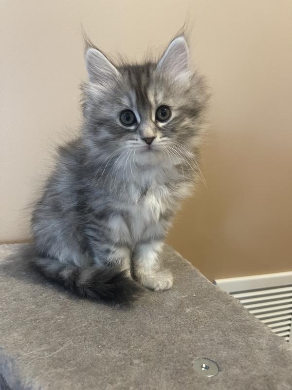 My little kitten loves climbing to the top or sleeping on the middle tier.