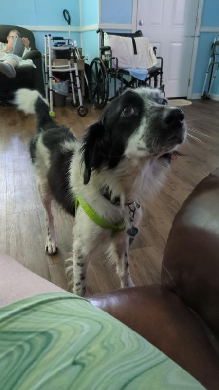 Black and white dog with collar tag visible