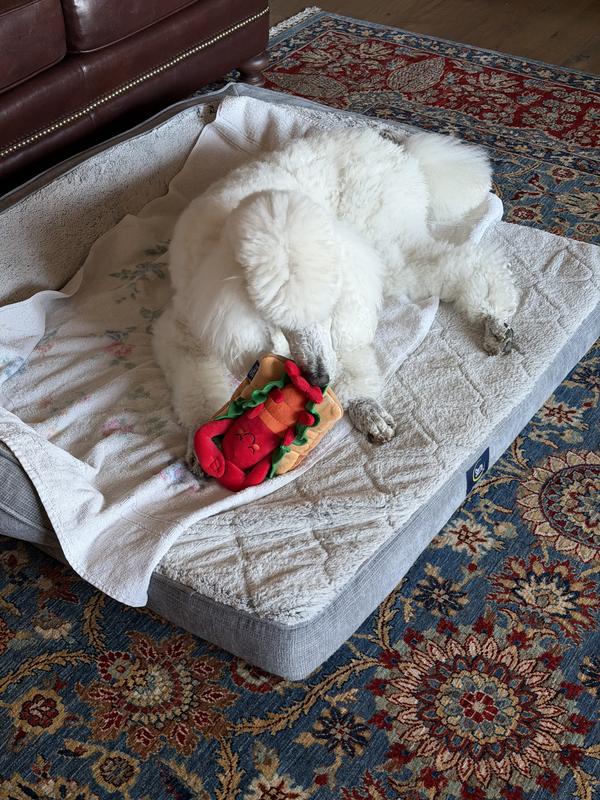 Loves this lobster toy!