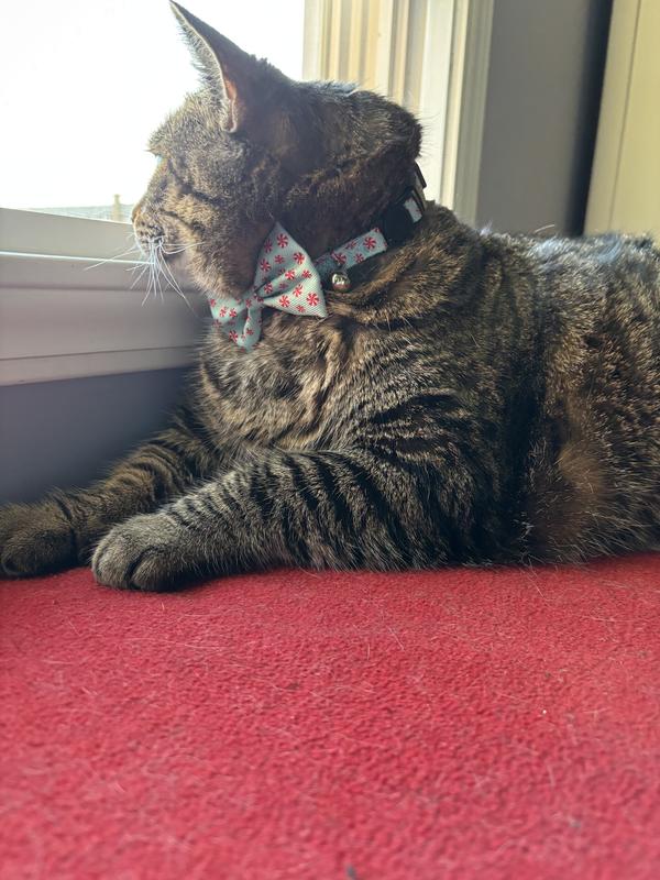 Luna - she loved this collar!