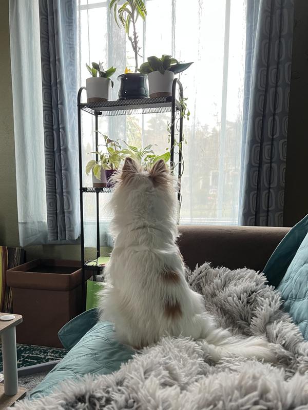 Waiting for Gma & Gpa to visit