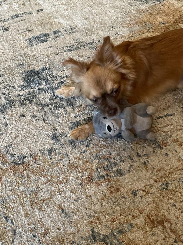 Rusty and his Squirrel