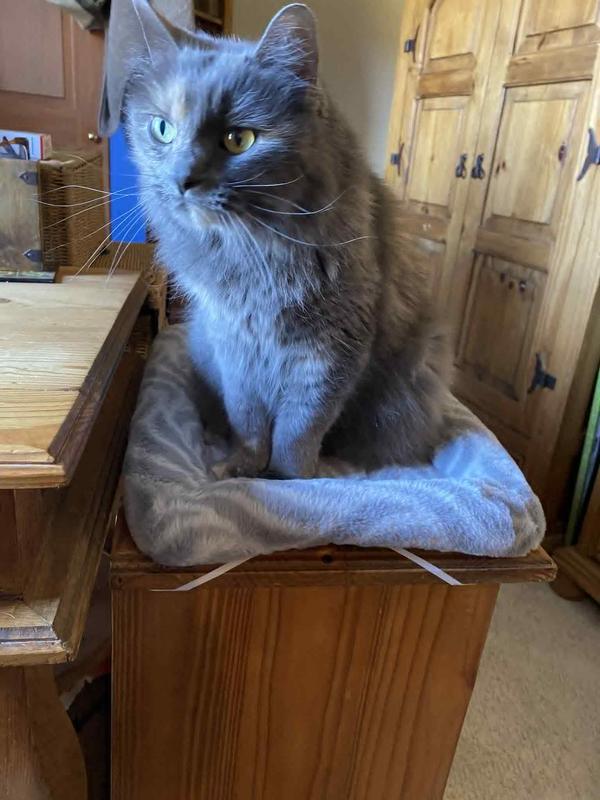 Set her new pad (notice straps) on top of end table in my office.