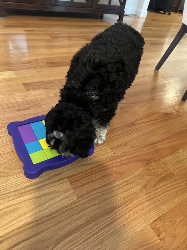 Josie enjoying her enrichment puzzle