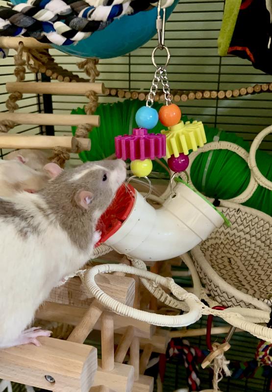 New Activity For My Boys! Zipper is trying to figure out the puzzle.