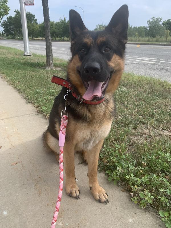 Finish my walk where is my dental stick.