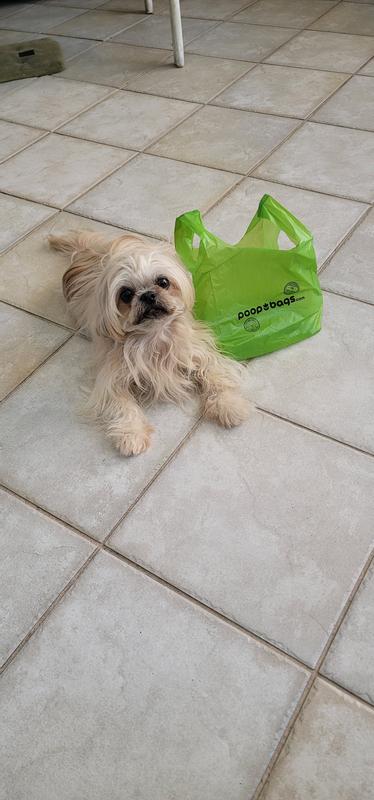 Bag is bigger than Bluey