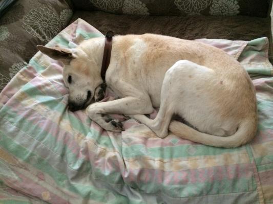 Schmoopy's sleeping