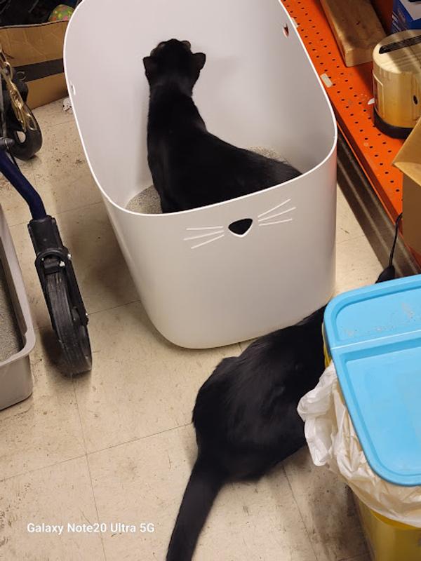 Checking Out the New Fancy Toilet
