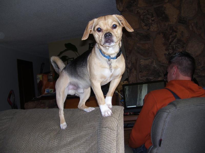 Buddy is nine this month and still acts like a puppy.