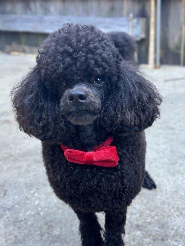 Arthur showing off his new collar and bow tie