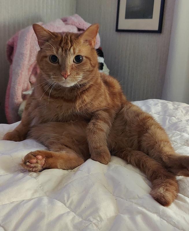 FRESH STEP Extreme Hawaiian Aloha Febreze Scented Clumping Clay Cat Litter, 25lb box