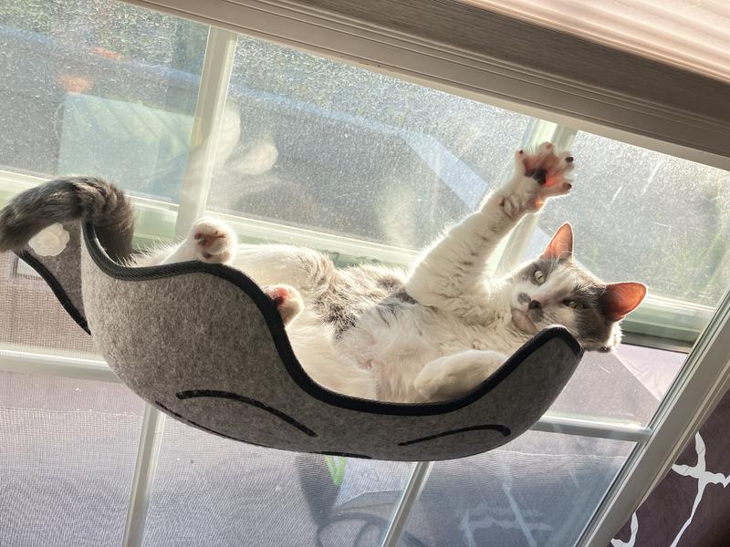 My senior kitty is loving this thing.
