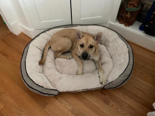 Petlinks supreme 2024 soother pet bed