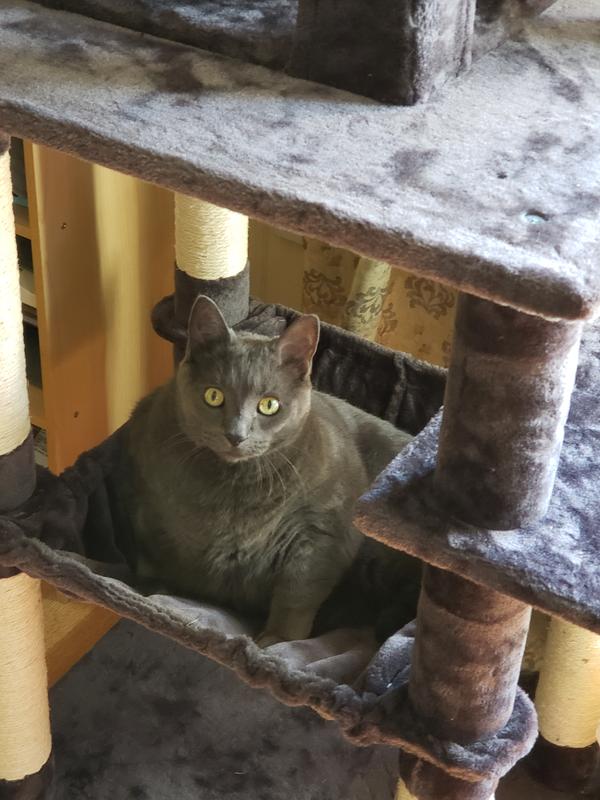 FRISCO 64in Cat Tree with Hammock, Condo, 2 Top Perches with Bed, Dark Charcoal