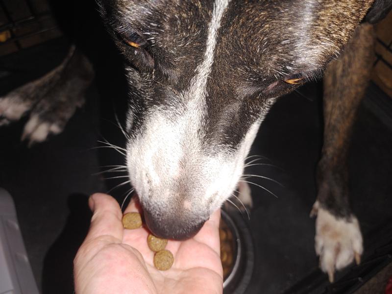 Princess eating bites of Next Level Chicken and Brown Rice food from my hand.