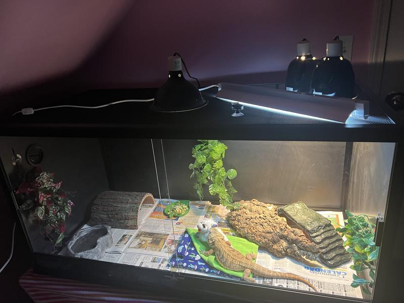 SYMTON Reptile Terrarium, 120-gal - Chewy.com