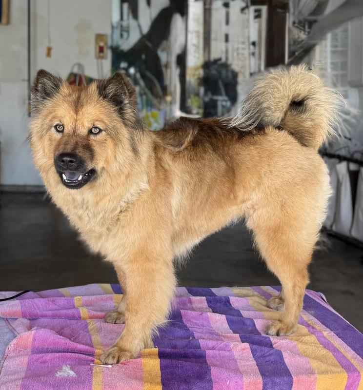 Chowchow mix after a bath.