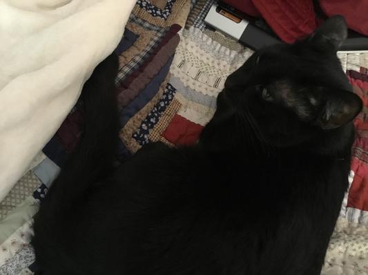 CAT WITH A CURLY TAIL