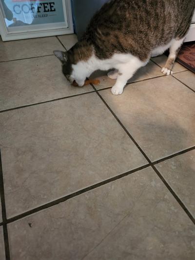 Petstages Orkakat Wiggle Worm Dental Catnip Cat Chew Toy