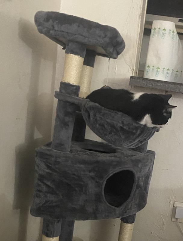 Poor small cat looks huge in the tiny basket bed