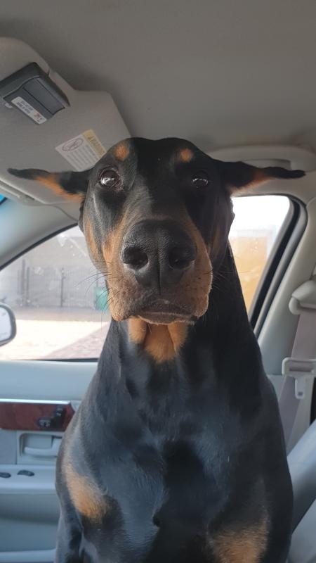 Daddy explain what he did wrong.