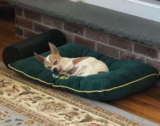 Dallas cowboys outlet dog bed