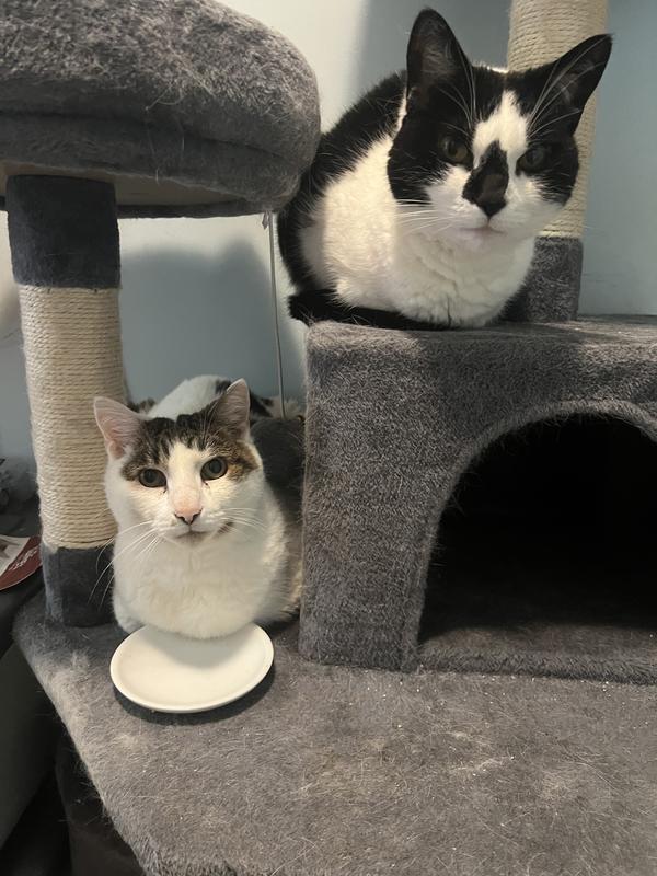 Kaito, bottom left, waiting for her Fussie Cat for pill time