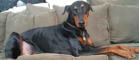 Look at my shiny coat!