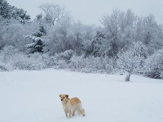 Bella loves the snow
