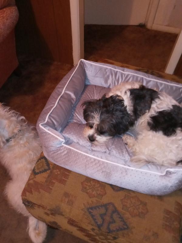 She loves it. I have 2 other dogs and she won't let them near it.