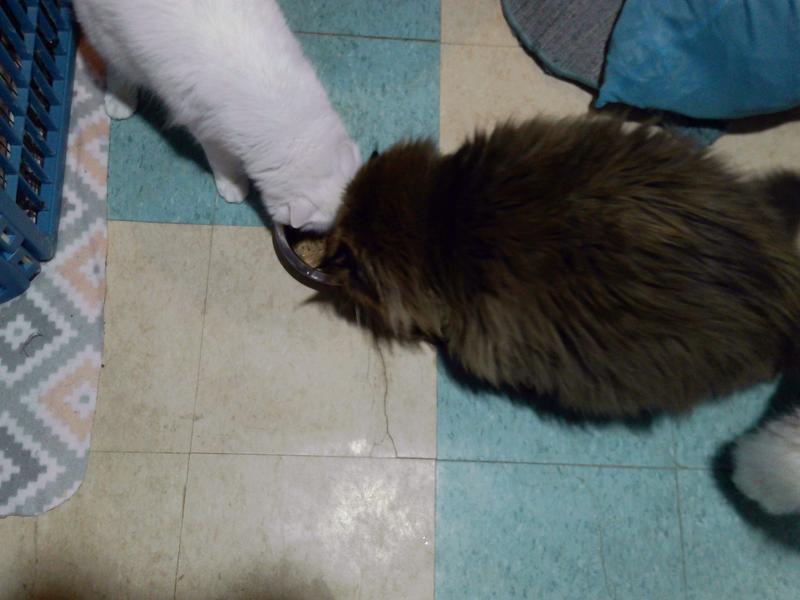 Dillon and Houdini managed to get the dish away from Miss Kitty and Stormy.