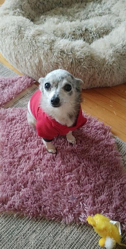 Waiting for his treat.