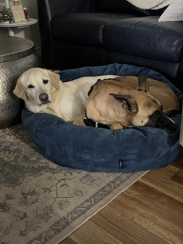 Stay away from the Aussie if he’s on a bed.