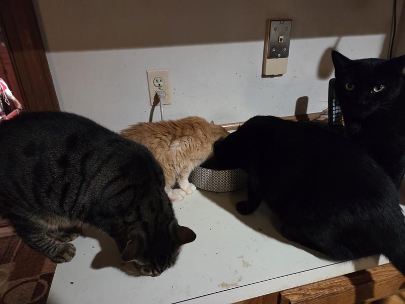 Just a few of the kids, complete with one giving me the "I want more" look!!