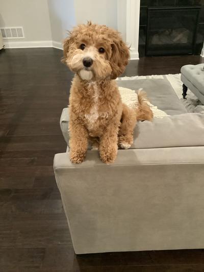 Ferocious dog that did the damage....