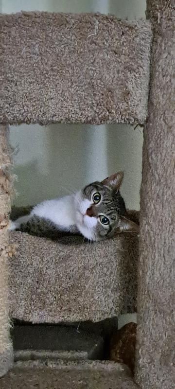 Sheldon doing his best "I'm innocent" expression.