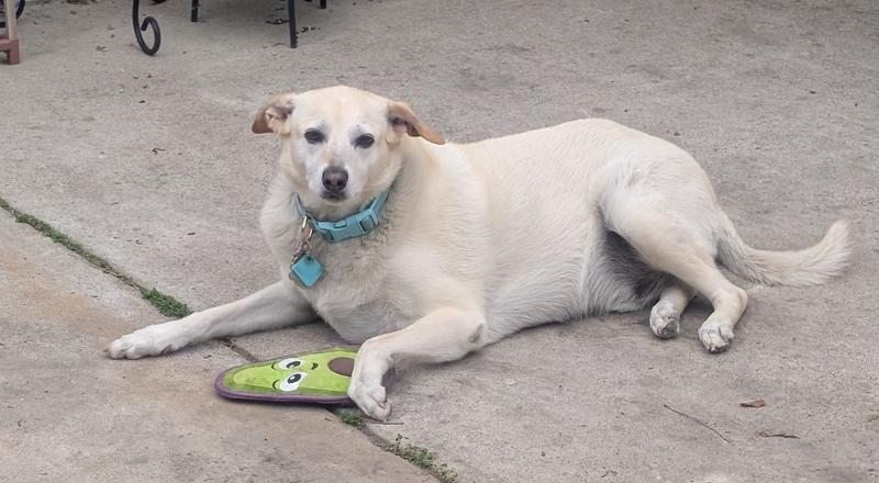 Guarding his new Tuff Skinz toy.